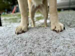 Pfoten für die Spuren von Sternenkindern im Leben